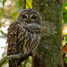 Barred Owl Watching for Dinner! by rickster549