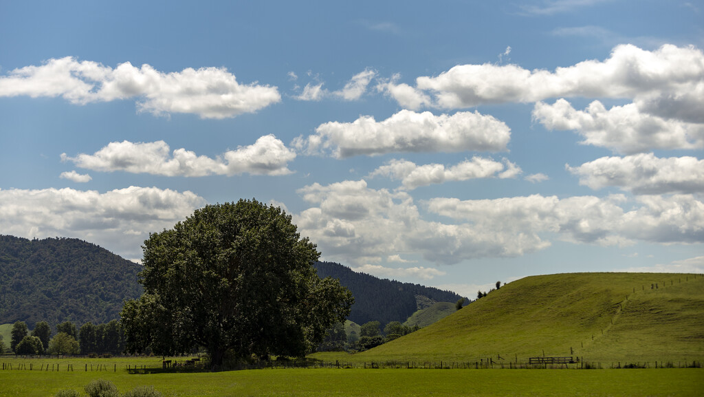 A blue-sky fluffy-cloud kind of day by nickspicsnz