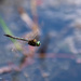 Dragonfly by yorkshirekiwi