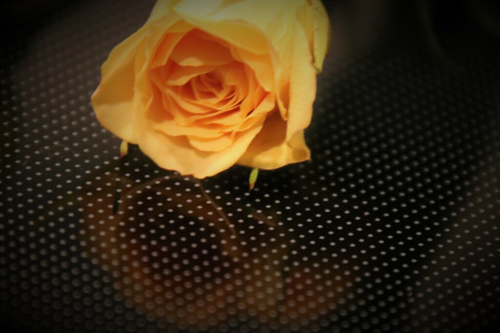 yellow rose by edorreandresen