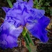 The Iris...es! by maggiemae