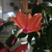 Autumn.. Christmas cactus by 365projectorgjoworboys