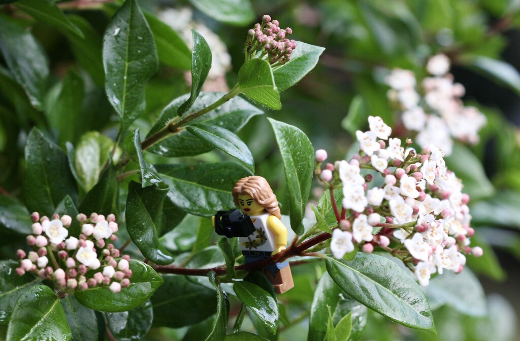Fearless Fiona in the Viburnum by jamibann