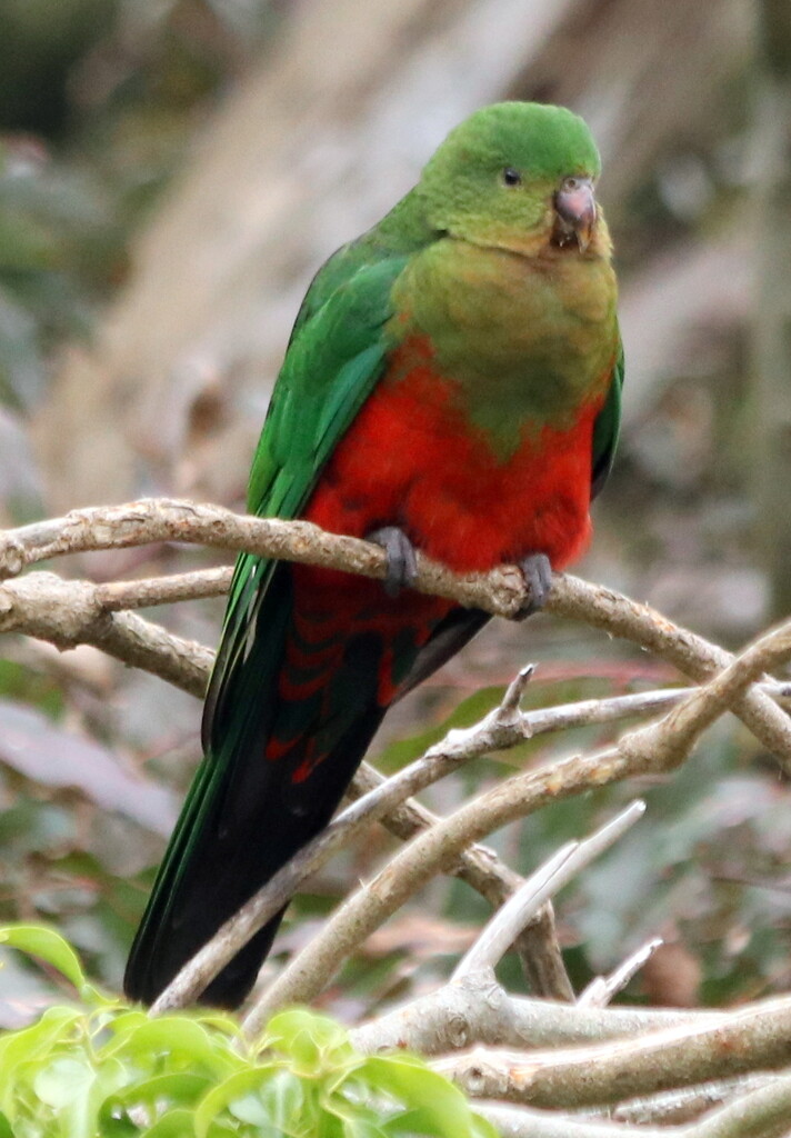 Mrs King parrot by gilbertwood