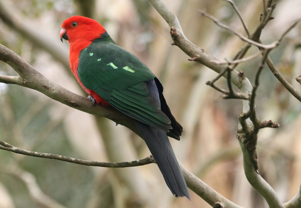 Mr King parrot by gilbertwood