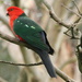 Mr King parrot by gilbertwood