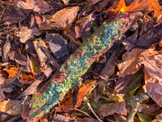 24th Nov 2021 - Lichen and leaves
