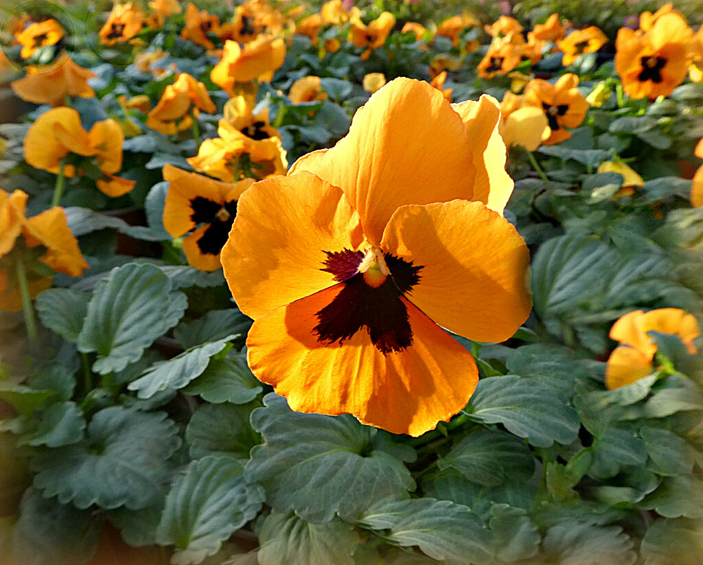 Potted Pansies .  by wendyfrost