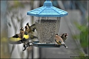 24th Nov 2021 - Fighting at the feeder