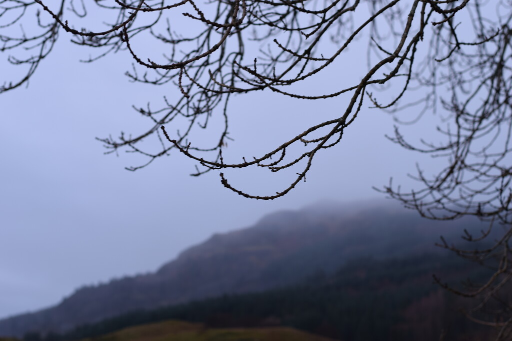 twigs and mist by christophercox