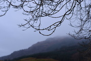 23rd Nov 2021 - twigs and mist