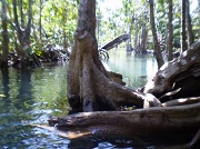 21st Jan 2011 - Mangroves