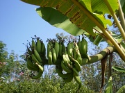 22nd Jan 2011 - Bananas in the garden