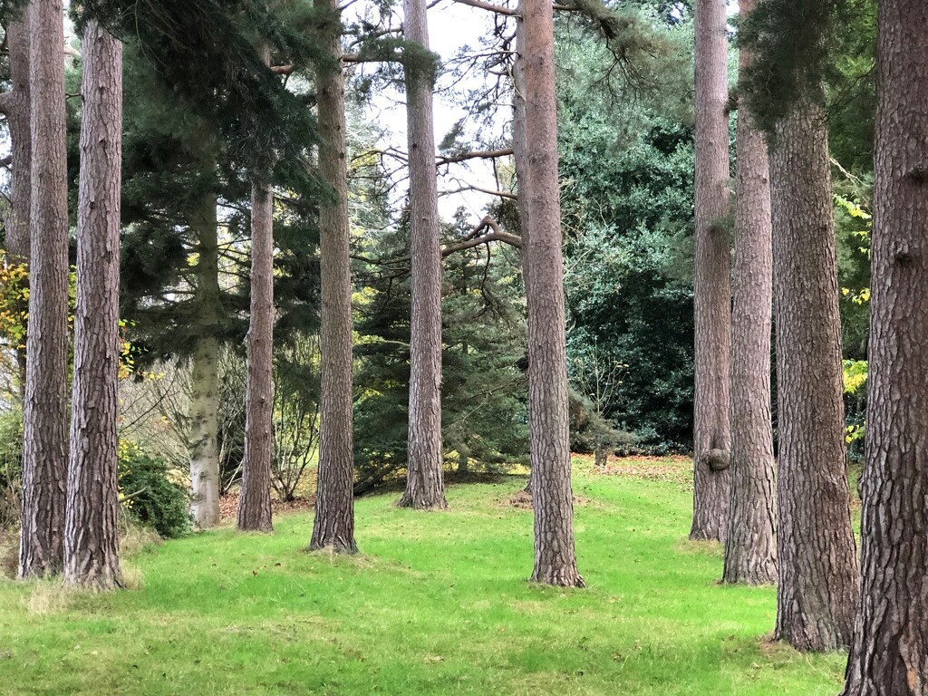  Trees  by susiemc