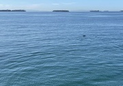 24th Nov 2021 - Dolphins!