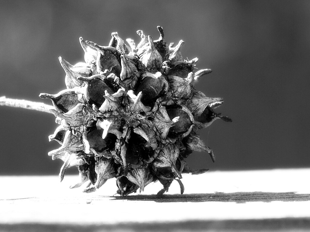 Spiky ball... by marlboromaam