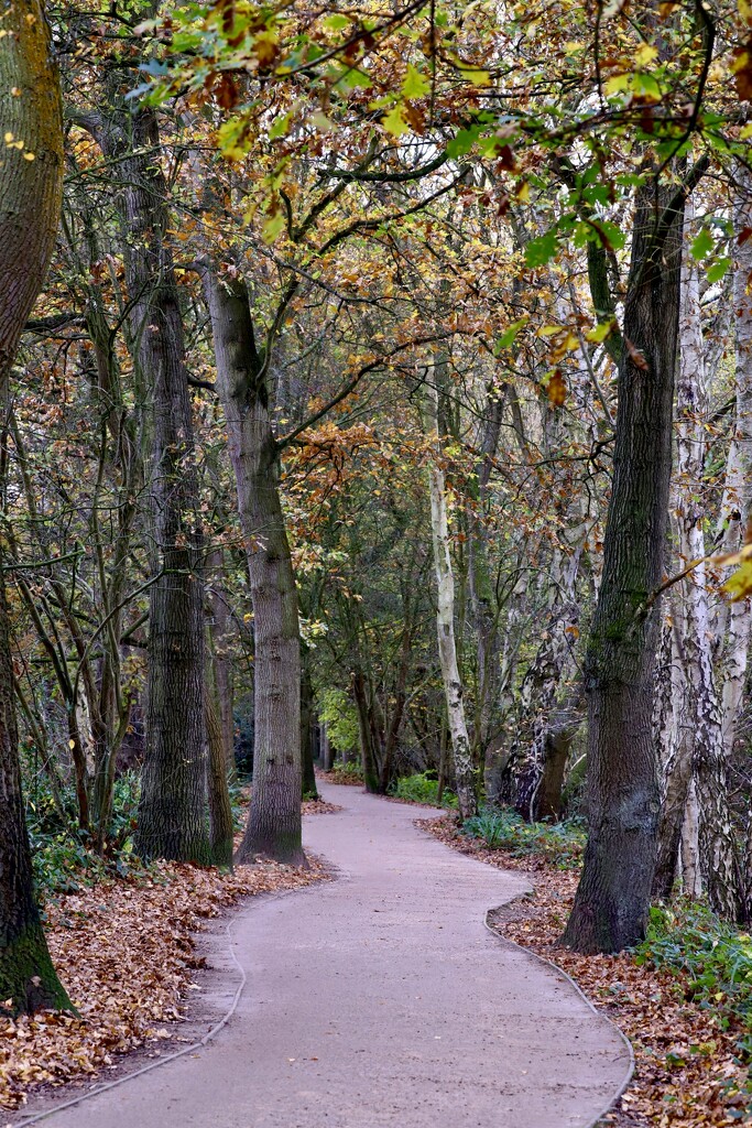 Wiggly Woodland Path by carole_sandford