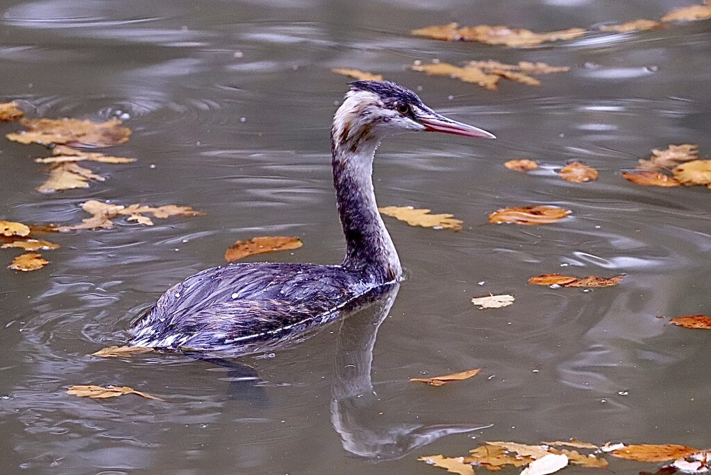 Greater Crested Grebe by carole_sandford
