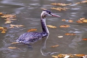 24th Nov 2021 - Greater Crested Grebe