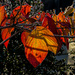 Dogwood Leaves by jbritt