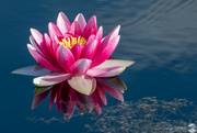 25th Nov 2021 - Water Lily