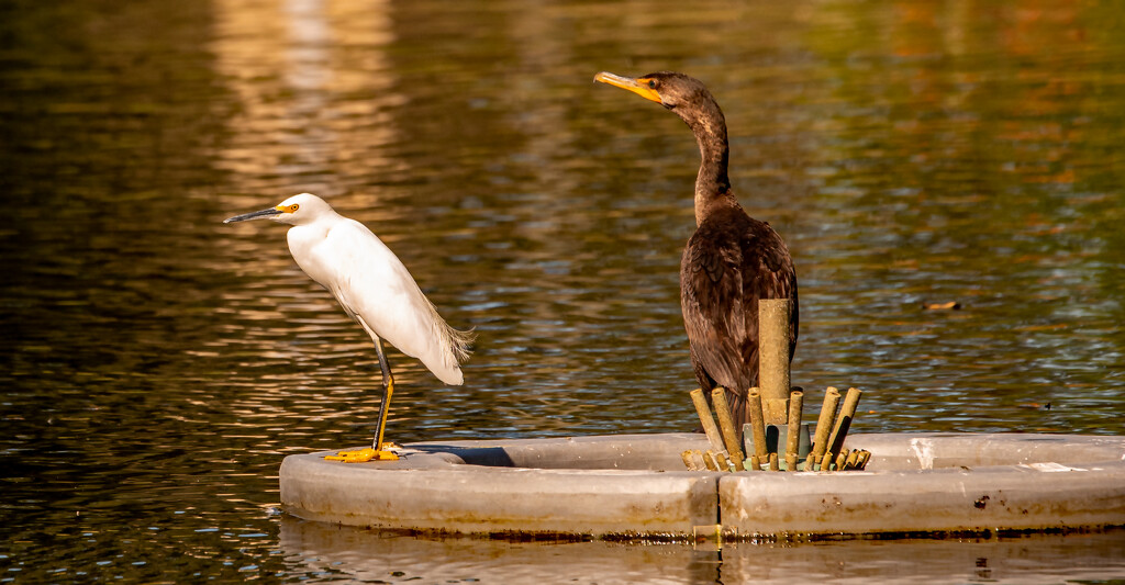Cormorant and Snowy Egret on the Fountain! by rickster549
