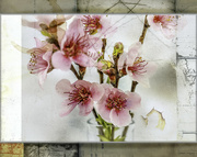 25th Nov 2021 - Ornamental Cherry blossoms
