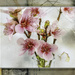 Ornamental Cherry blossoms by ludwigsdiana