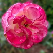 25th Nov 2021 - Rose upon rose