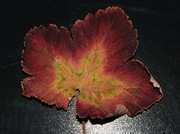 25th Nov 2021 - Autumn leaf