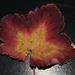 Autumn leaf by 365anne
