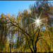 Sunburst in Tree by hjbenson