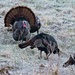 LHG_2636_ Turkeys in morning frost by rontu