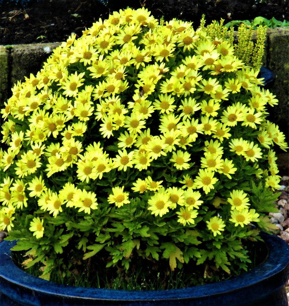 A pot of yellow chrysanthemums by grace55