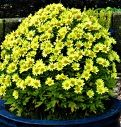 25th Nov 2021 - A pot of yellow chrysanthemums