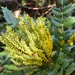 Autum Flowering Mahona by arkensiel