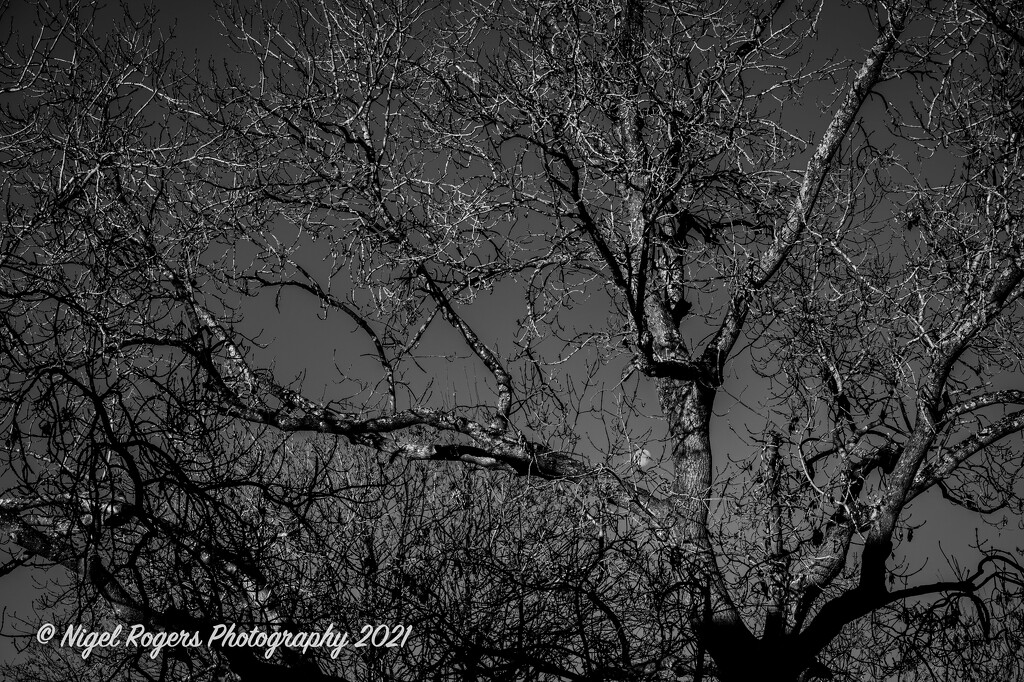 moon in tree by nigelrogers