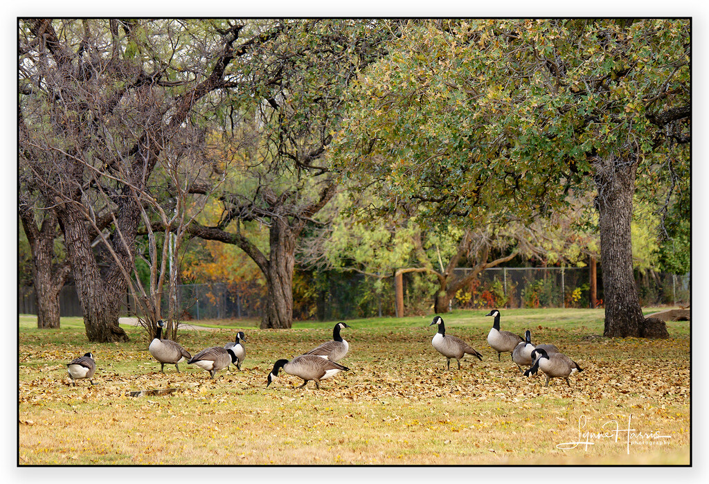 Canada Geese by lynne5477