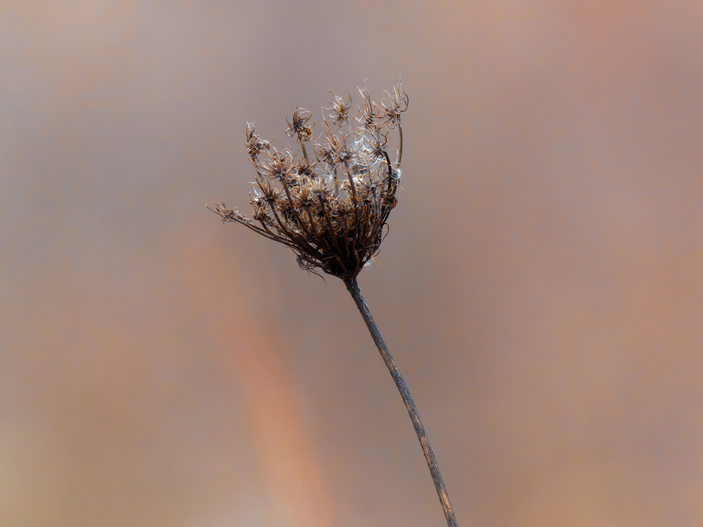 Queen Anne's lace with a streak of orange  by rminer