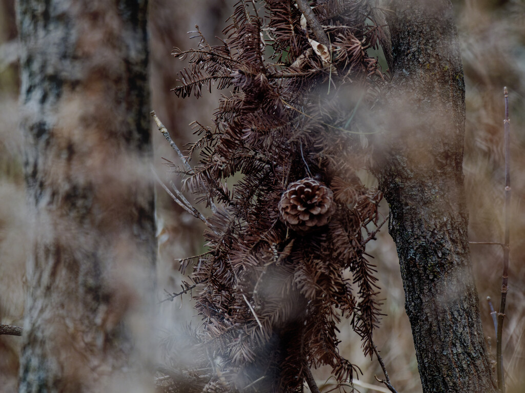 wreath survives in the woods  by rminer