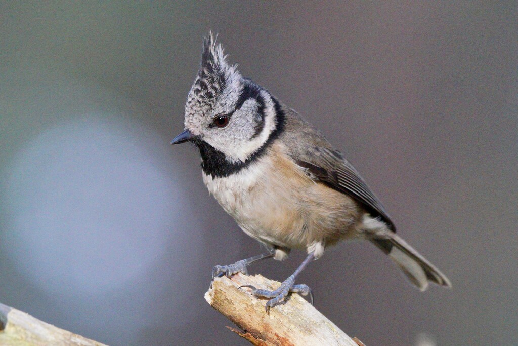 CRESTED TIT by markp