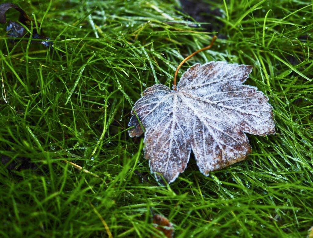25 Nov Frosty leaf by delboy207