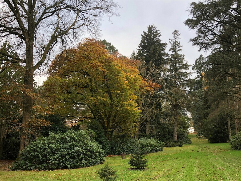  A Very late Autumn Day at Hergest Croft by susiemc