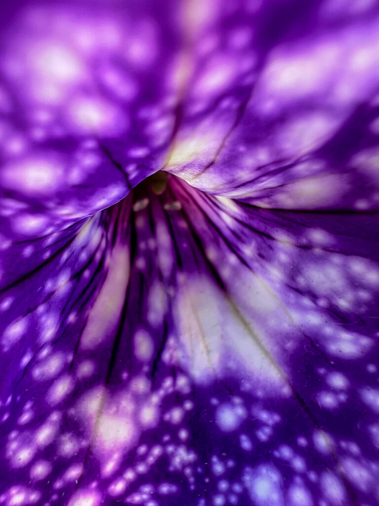 Purple petunia by shutterbug49