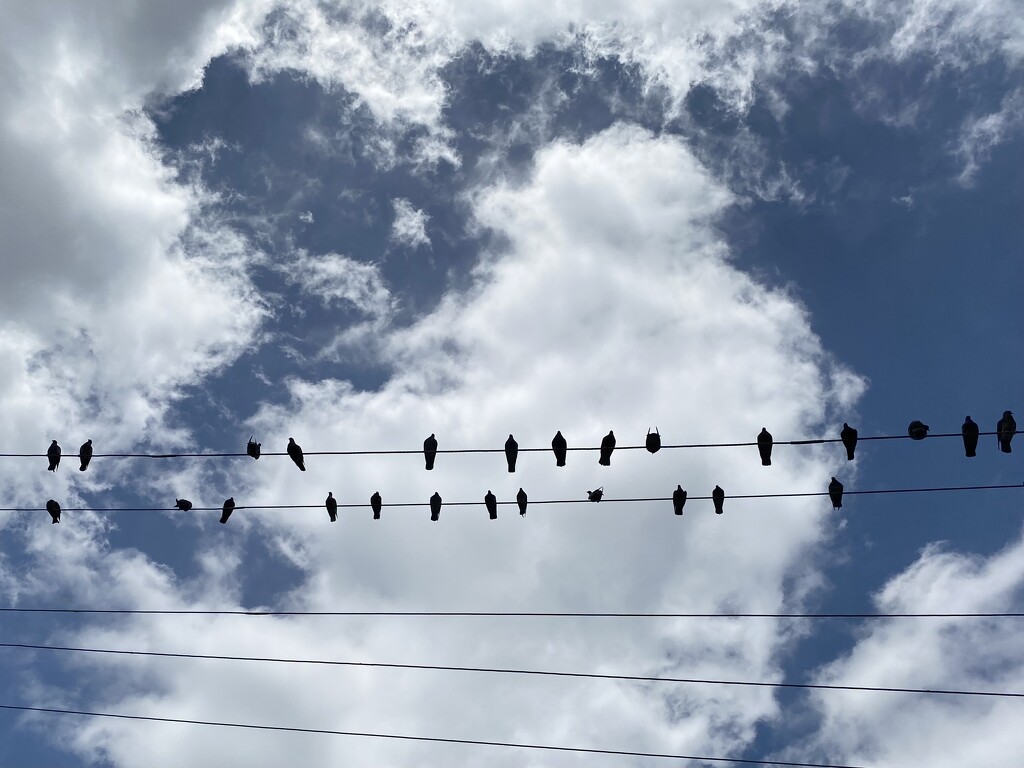 Birds on wires by kjarn