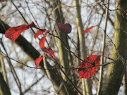 25th Nov 2021 - A final few fiery leaves