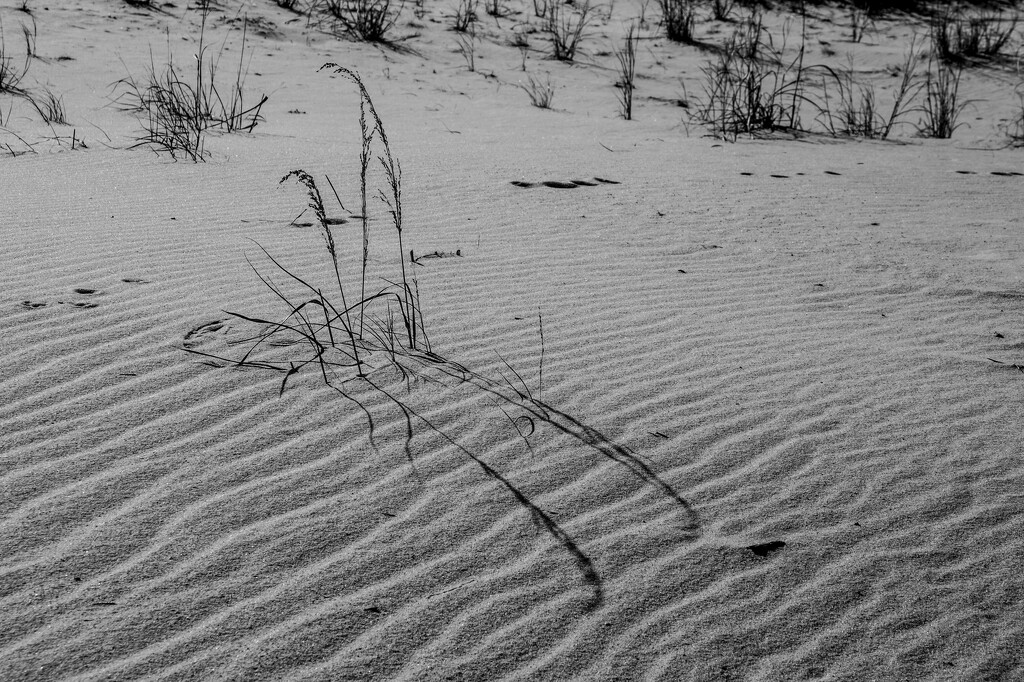 Dunes, Grass, and Bunny Tracks by timerskine