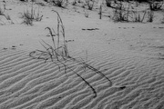 25th Nov 2021 - Dunes, Grass, and Bunny Tracks