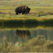 Lonesome Bison by cwbill