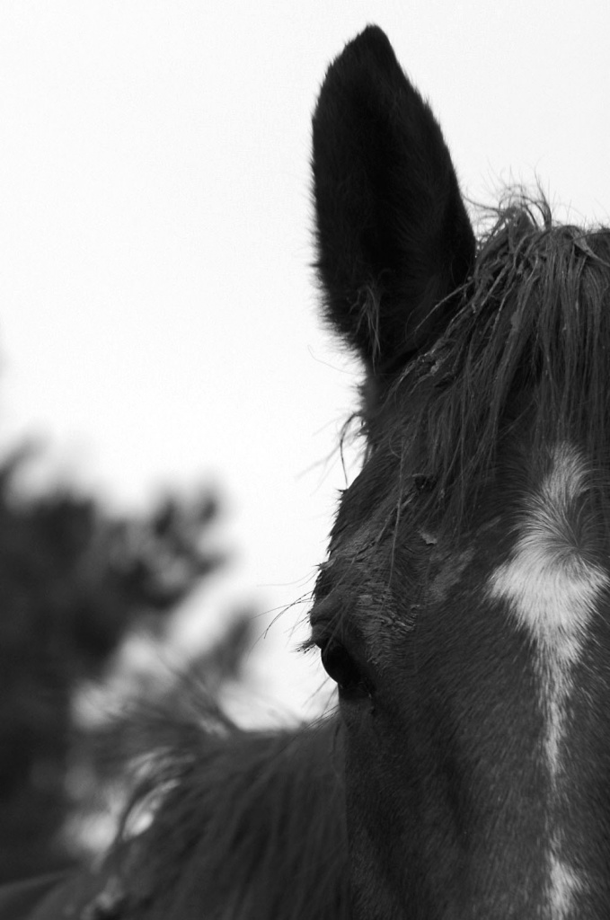 Mud horse by parisouailleurs